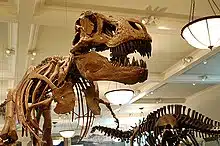 naturalhistory 4